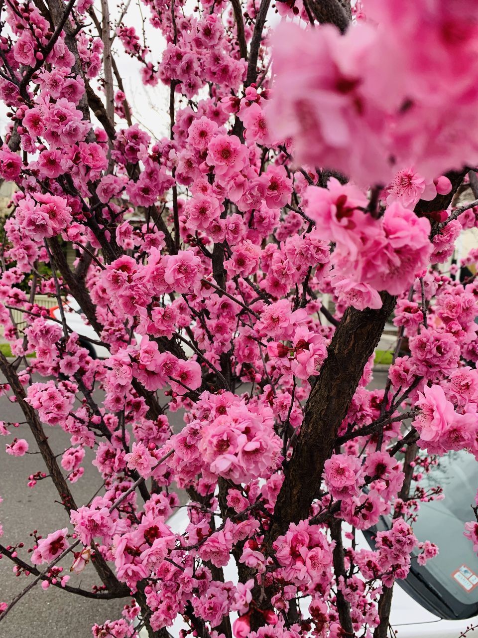 CLOSE-UP OF PINK CHERRY BLOSSOMS