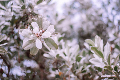 Close-up of white flowers blooming on tree