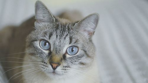 Close-up portrait of cat