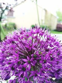 Close-up of purple flowers blooming outdoors