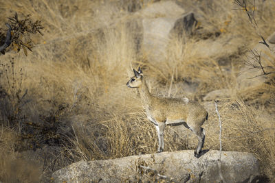 Close-up of deer standing on rock at forest