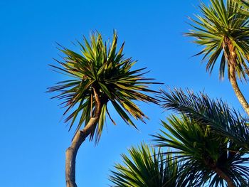 Low angle view of palm tree against clear blue sky