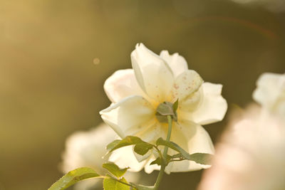 Close-up of white cherry blossom