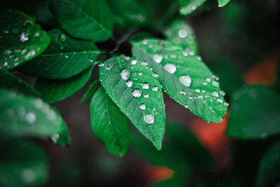 Close-up of wet plant leaves