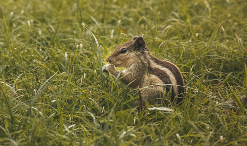 Lizard in a field