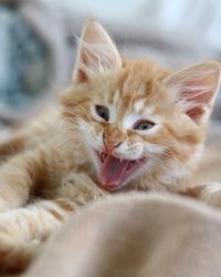 Close-up portrait of a cat