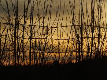 Silhouette of trees at sunset