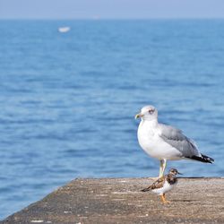 Close-up of seagull perching on sea against sky