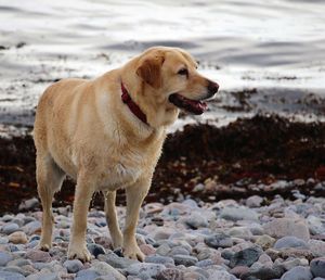 Dog looking away while standing on beach