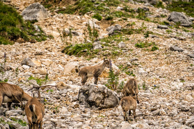 Alpine ibex family