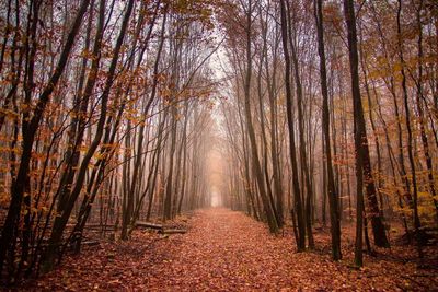 Trees in forest during autumn