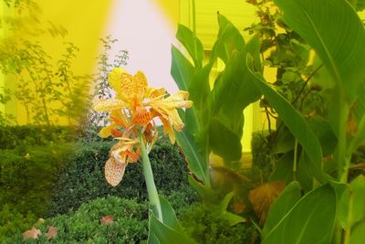 Close-up of yellow flowers blooming outdoors