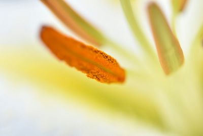 Macro shot of yellow flower