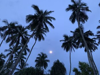 Low angle view of coconut palm trees against sky