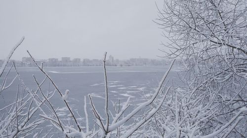 Snow covered plants against sky