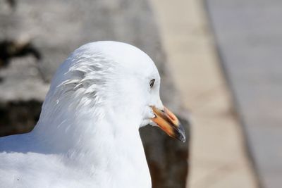 Close-up of seagull
