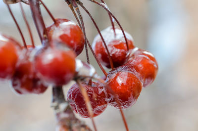 Close-up of frozen cherries