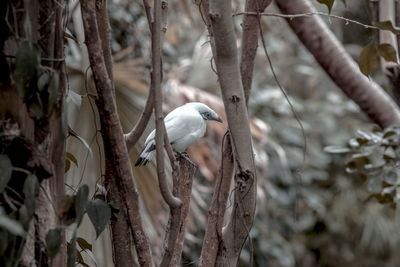 Close-up of bird perching on branch