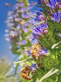 Close-up of bee on purple flowers