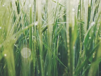 Close-up of wheat growing on field