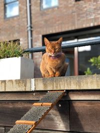 Cat sitting on retaining wall in city