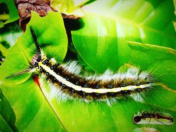 Close-up of spider on leaf