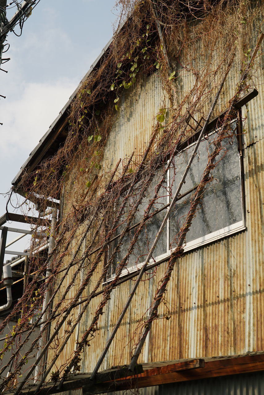 LOW ANGLE VIEW OF OLD BUILDING AND TREE