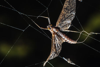 Close-up of spider on web