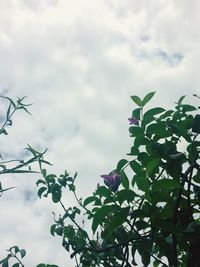 Low angle view of tree against sky
