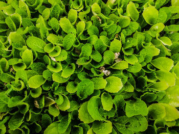 Vegetable nursery