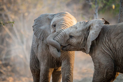 Elephant calves fighting on field