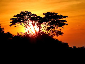 Silhouette of trees at sunset