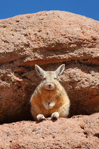 Portrait of cat lying on rock