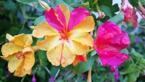 Close-up of yellow flowers blooming outdoors