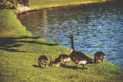 Ducks on grass by water