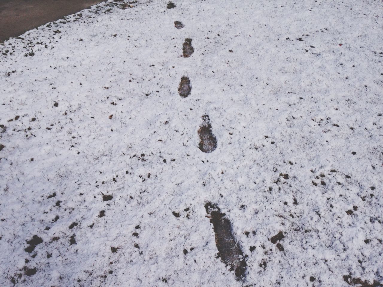 animal themes, high angle view, one animal, animals in the wild, wildlife, sand, beach, nature, day, outdoors, no people, bird, close-up, sunlight, shore, wet, directly above, ground, elevated view, footprint