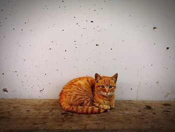 Portrait of a cat sitting against wall