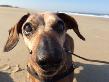 Close-up portrait of dog on beach