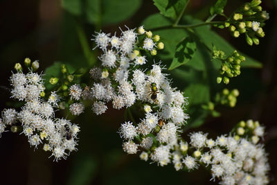 Close-up of white flowering plants during winter