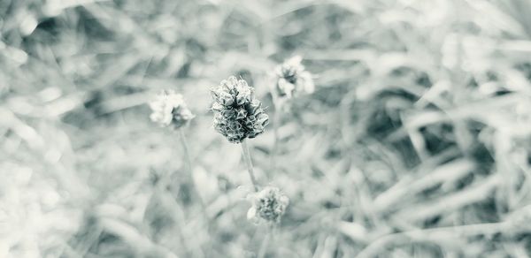Close-up of frozen plant