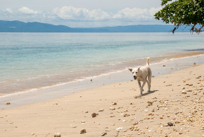 Dog standing on beach against sea