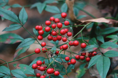 Close-up of berries growing on tree