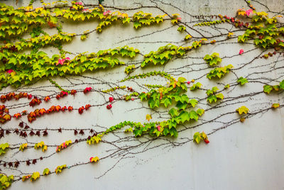 Low angle view of ivy growing on wall