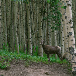 Cat on tree trunk in forest