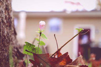 Close-up of plant against blurred background