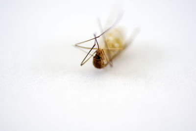 Close-up of insect on white background