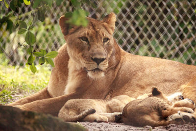 Nursing female african lioness panthera leo feeding her young cubs in the shade.