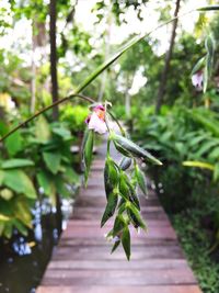 Lizard on tree