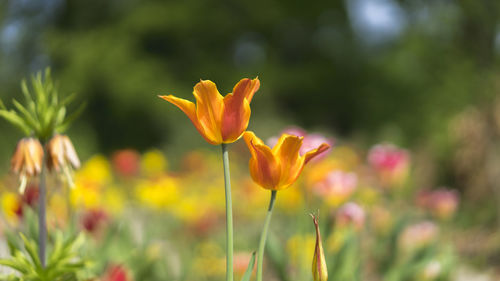 Close-up of yellow flowering plant on field