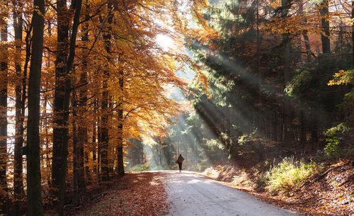 Road amidst trees in forest during autumn